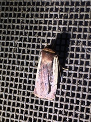 Ochropleura implecta