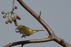 Vireo griseus