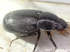 Dyscinetus morator