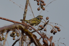Vireo griseus