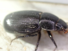 Dyscinetus morator