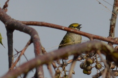 Vireo griseus