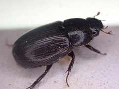 Dyscinetus morator