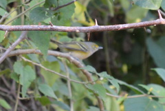 Vireo griseus