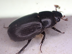 Dyscinetus morator