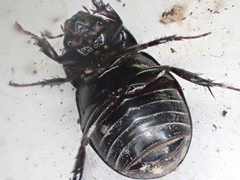 Dyscinetus morator