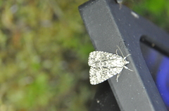 Acronicta fragilis