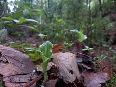 Malaxis maianthemifolia