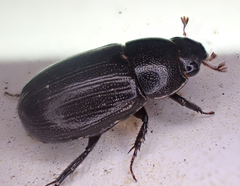 Dyscinetus morator