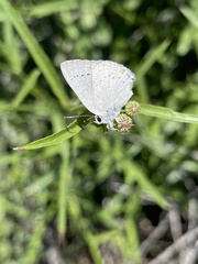 Satyrium sylvinus dryope