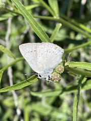 Satyrium sylvinus dryope
