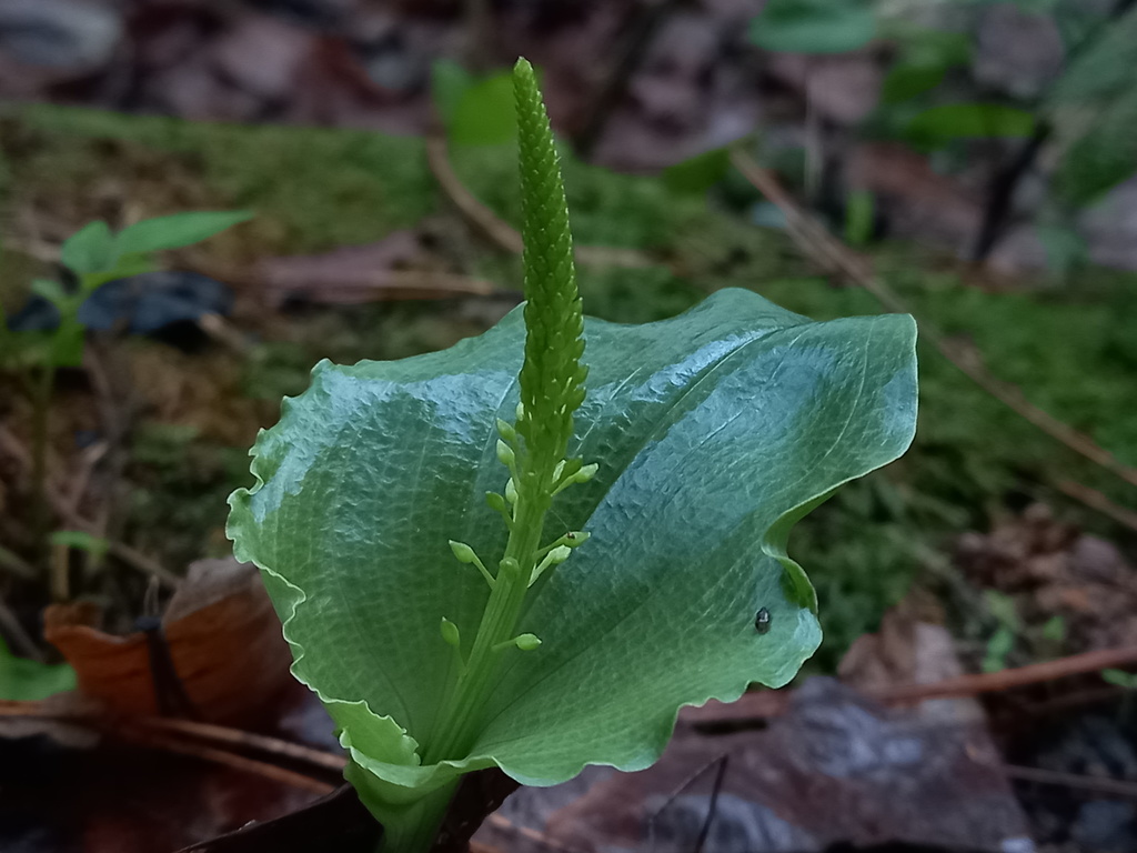 Malaxis maianthemifolia