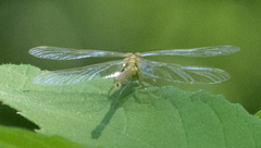Stylogomphus albistylus