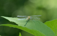 Stylogomphus albistylus