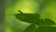 Stylogomphus albistylus