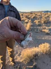 Perognathus longimembris