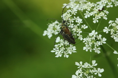 Trachysida mutabilis