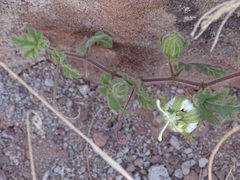 Passiflora arizonica