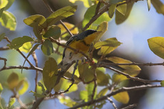 Setophaga americana × pitiayumi