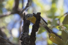 Setophaga americana × pitiayumi