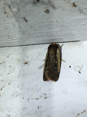 Ochropleura implecta