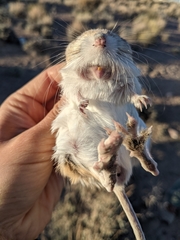 Dipodomys ordii