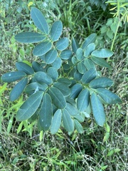 Senna pendula glabrata
