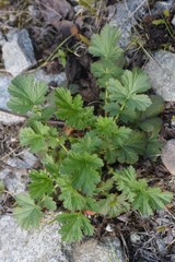 Geum macrophyllum perincisum