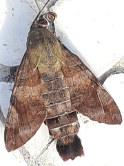 Macroglossum corythus