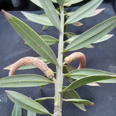 Podocarpus oleifolius