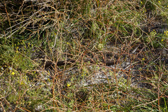 Pseudonaja affinis exilis