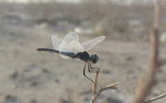 Selysiothemis nigra