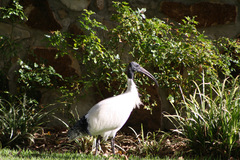 Threskiornis molucca