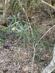 Geitonoplesium cymosum