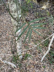 Geitonoplesium cymosum