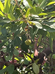 Arbutus