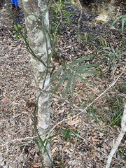 Geitonoplesium cymosum