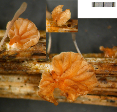 Deconica citrispora