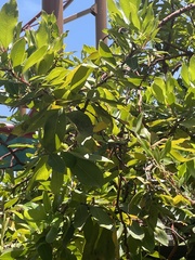 Arbutus