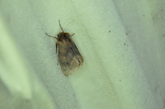 Phragmatobia assimilans