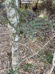 Geitonoplesium cymosum