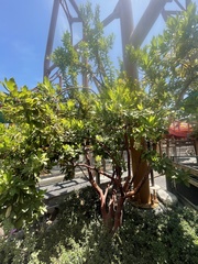 Arbutus