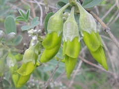 Anagyris foetida