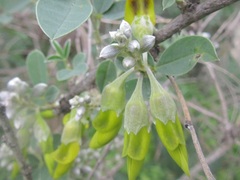 Anagyris foetida