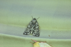 Acronicta fragilis