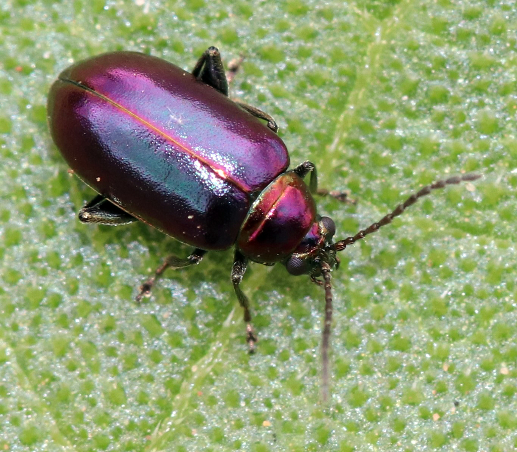 Purple-collared Flea Beetle