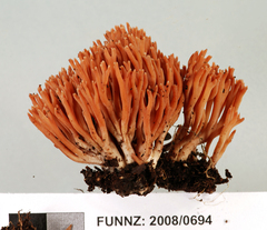 Ramariopsis ramarioides