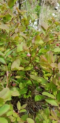 Vaccinium alaskaense