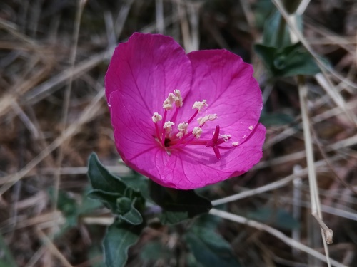 Oenothera deserticola, photograph 6