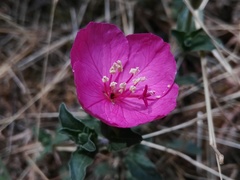 Oenothera deserticola